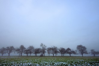 Fruit trees in winter when the weather is cloudy, Eckental, Middle Franconia, Bavaria, Germany