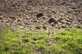 Contrast between dry, cracked soil and green grass on the edge, Playa Blanca Lanzarote