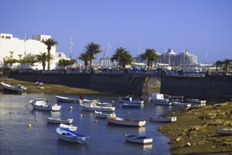 Small boats swim in a sunny harbor lined with palm trees, Arrecife Lanzarote