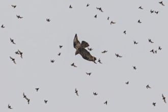 Wrinkle-lipped Bulldog Bat (Chaerephon plicatus), Wrinkle-lipped Free-tailed Bat, large flock