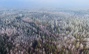Winter forest aerial view of a mixed forest with spruces, pines, birches and beech trees covered