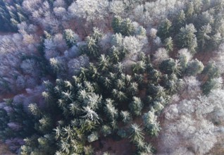 Winter forest aerial view of a mixed forest with spruces and beeches colored white from frost