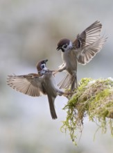 Tree sparrow (Passer montanus), two fighting adult birds with outstretched wings and extended claws