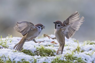 Tree sparrow (Passer montanus), two fighting adult birds with outstretched wings and extended claws