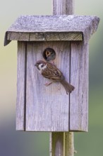 Tree sparrow (Passer montanus), adult bird sitting at entrance hole of bird nesting box with food