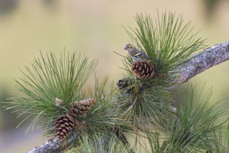 Siskin (Spinus spinus), adult bird sitting on a large pine cone between pine needles and eating