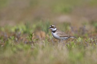 Little Ringed Plover (Charadrius dubius), adult bird standing in short green and flowering