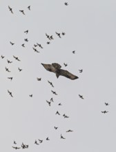 Wrinkle-lipped Bulldog Bat (Chaerephon plicatus), Wrinkle-lipped Free-tailed Bat, large flock