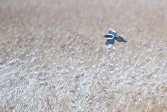 Magpie (Pica pica), adult bird in flight from above, flying with outstretched, shimmering blue and