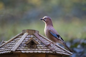 Eurasian jay (Garrulus glandarius), adult bird sitting on the roof of a bird feeder in the sun,