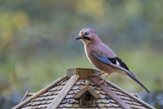 Eurasian jay (Garrulus glandarius), adult bird sitting on the roof of a bird feeder in winter,