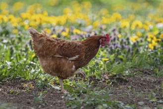 Domestic hen (Gallus gallus domesticus), brown hen in free range runs on farm through yellow