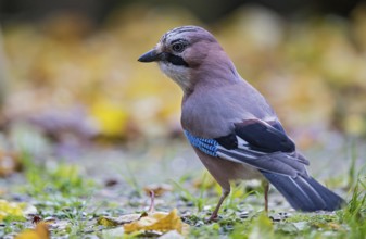 Eurasian jay (Garrulus glandarius), close-up, adult bird foraging in colourful autumn leaves in the