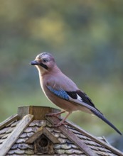 Eurasian Jay (Garrulus glandarius), close-up, adult bird sitting on the roof of a bird feeder in