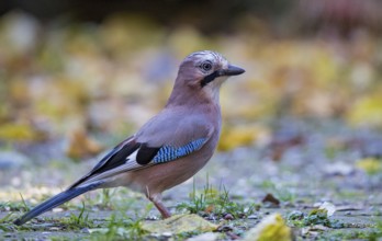 Eurasian jay (Garrulus glandarius), close-up, adult bird foraging in colourful autumn leaves,