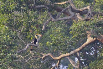 Double hornbill (Buceros bicornis), adult bird sitting alone on a branch in a treetop of a huge