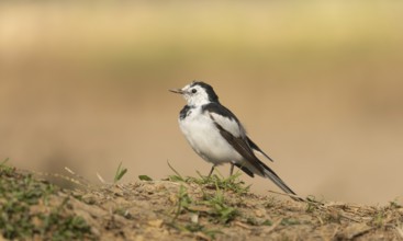A white wagtail (Motacilla alba) stands on the ground against a blurred background, Sreepur,
