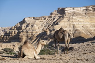 Camels (dromedaries) in the limestone gorge of Wadi Shuwaymiyah, Dhofar, Oman