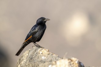 Tristramstar (Onychognathus tristramii), Oman