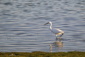 Great White Egret (Ardea alba) foraging in the water, Oman