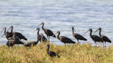 Sickle-eye (Plegadis falcinellus), lagoon near Salalah, Oman