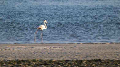 Flamingo (Phoenicopteridae) foraging, Oman