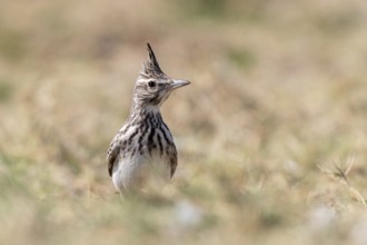 Crested Lark (Galerida cristata), lagoon near Salalah, Oman