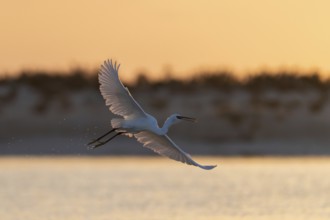 Great White Egret (Ardea alba) at sunrise, flying, Oman