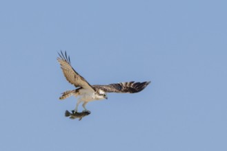 Osprey (Pandion haliaetus) with fish in its talons, lagoon near Salalah, Oman