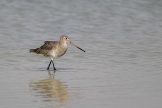 Black-tailed godwit (Limosa limosa), lagoon near Salalah, Oman