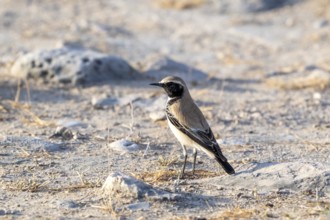 Desert Wheatear (Oenanthe deserti homochroa), Oman