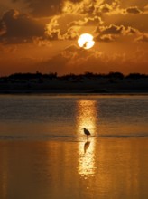 Great White Egret (Ardea alba) foraging in the water, Oman
