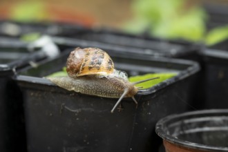 Garden snail (Cornu aspersum) adult gastropod molluscs on a garden plant pot in summer, England,