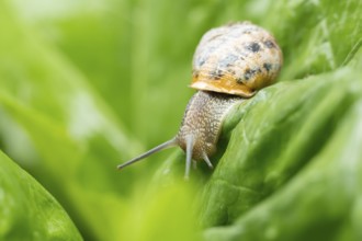 Garden snail (Cornu aspersum) adult gastropod molluscs on a garden vegetable plant leaf in summer,