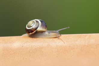Striped snail (Cernuella virgata) adult gastropod molluscs on a garden plant pot in summer,