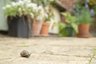 Garden snail (Cornu aspersum) adult gastropod molluscs on a garden patio in summer, England, United