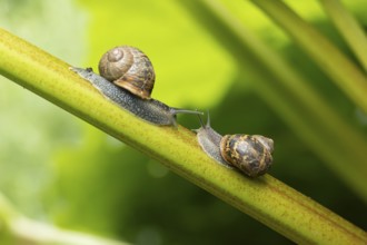 Garden snail (Cornu aspersum) two adult gastropod molluscs on a garden rhubarb vegetable plant stem