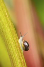 Striped snail (Cernuella virgata) adult gastropod molluscs on a garden rhubarb vegetable plant