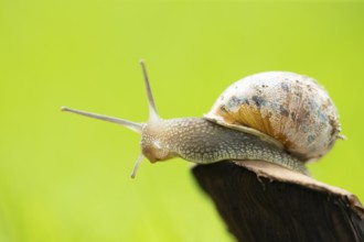 Garden snail (Cornu aspersum) adult gastropod molluscs on a fungi in summer, England, United