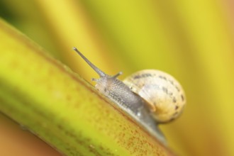 Garden snail (Cornu aspersum) adult gastropod molluscs on a garden rhubarb vegetable plant stem in