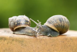Garden snail (Cornu aspersum) two adult gastropod molluscs on a garden plant pot in summer,