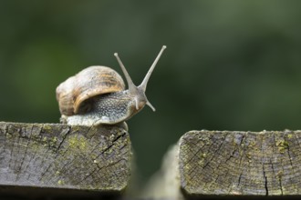 Garden snail (Cornu aspersum) adult gastropod molluscs on a garden wooden decking in summer,