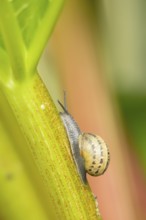 Garden snail (Cornu aspersum) adult gastropod molluscs on a garden rhubarb vegetable plant stem in