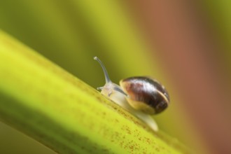 Striped snail (Cernuella virgata) adult gastropod molluscs on a garden rhubarb vegetable plant