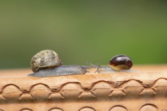 Garden snail (Cornu aspersum) and Striped snail (Cernuella virgata) two adult gastropod molluscs on