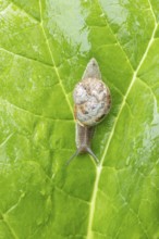 Garden snail (Cornu aspersum) adult gastropod molluscs on a garden vegetable plant leaf in summer,