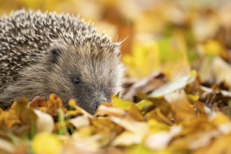 European hedgehog (Erinaceus europaeus) adult animal walking on fallen autumn leaves in a garden,