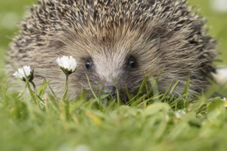European hedgehog (Erinaceus europaeus) adult animal on a garden grass lawn with flowering daisey