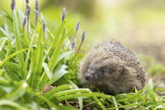 European hedgehog (Erinaceus europaeus) adult animal in a garden next to Bluebell flowers in