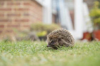 European hedgehog (Erinaceus europaeus) adult animal on a garden grass lawn with an urban house in